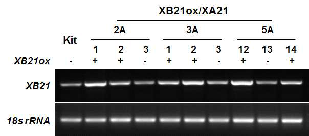 XA21 plants carrying XB21ox construct (XB21ox/XA21) overexpress XB21. Total RNA was extracted from four-week old stage of XB21ox/Kit T1 lines (progeny from 4A, 5A, and10B) and Kit wild type plants, and RT-PCR was performed with specific primers for XB21. Progeny carrying XB21ox construct was labelled with ‘+’ and non-transgenic segregants was labelled with ‘-’. Control RT-PCR reaction was carried out with 18S rRNA. Experimental results were repeated twice, with similar results