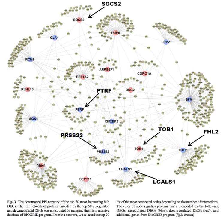 공통 차별 발현 유전자의 protein-protein interaction network