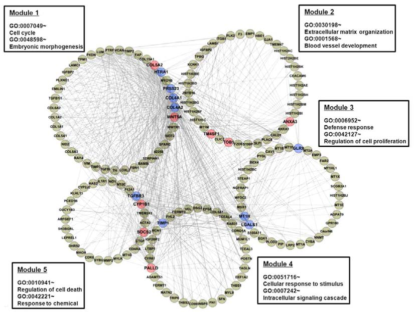 공통 차별 발현 유전자의 gene expression network 및 PPI (protein-protein interaction) 분석 결과