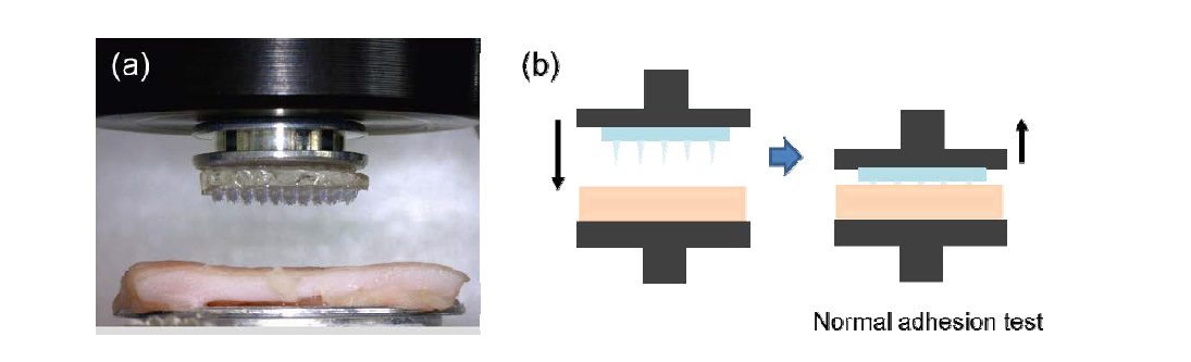 마이크로바늘 접착제의 성능평가를 위한 장치 및 실험방법