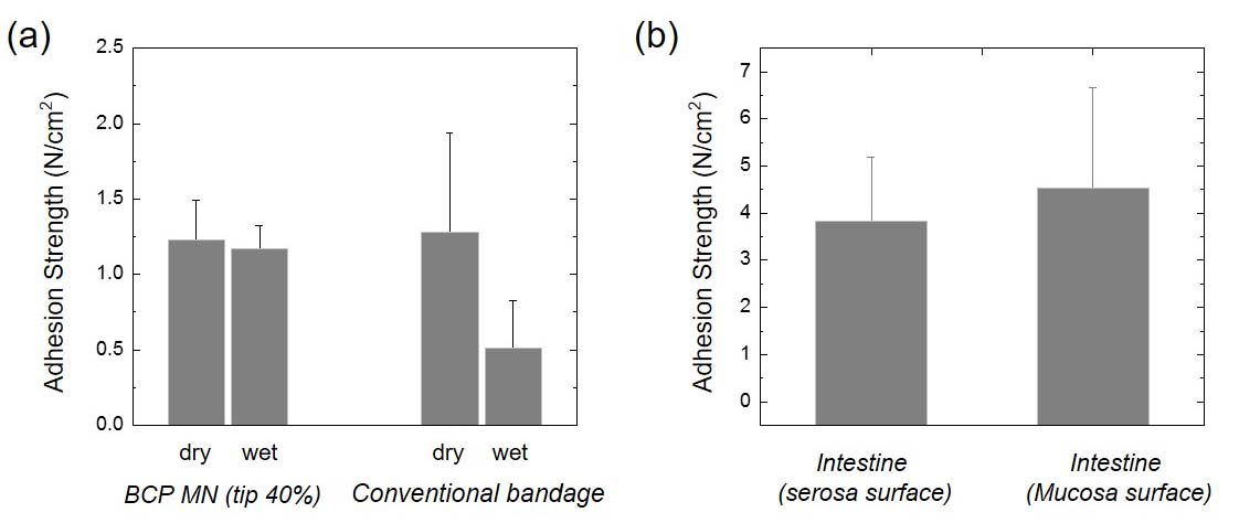 (a) 피부 접착력 비교, (b) 소장에서의 접착력 테스트