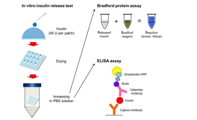 단백질 약물(ex.인슐린) 방출 및 생물학적 활성 분석