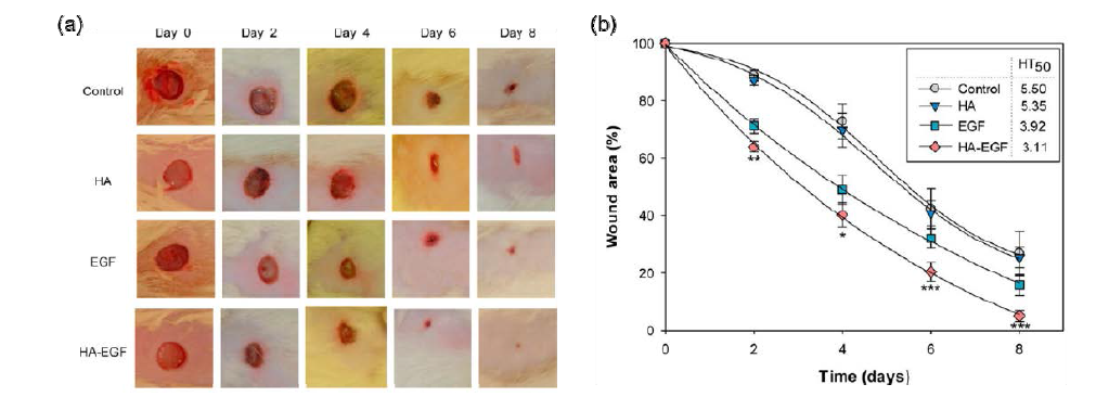 EGF가 담지된 HA 창상 치료 필름을 적용한 후 시간에 따른 상처 회복 정도