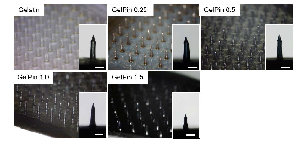 제니핀 농도에 따른 젤라틴 기반 마이크로바늘 사진