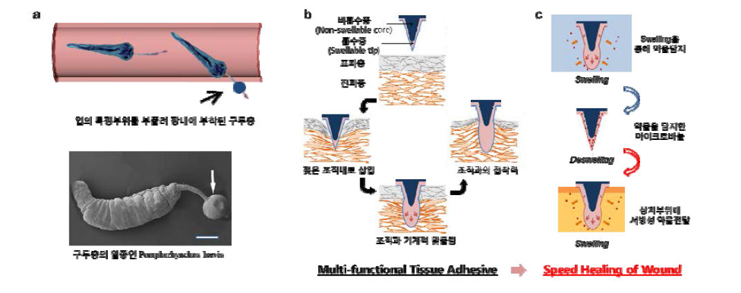 (a) 장내에 기생하는 구두충의 부착원리[5]. (b) 물을 흡수해 부푸는 마이크로 바늘의 조직접착 개념도, (c) 마이크로바늘의 가역적인 swelling/deswelling 을 이용한 약물담지와 약물전달