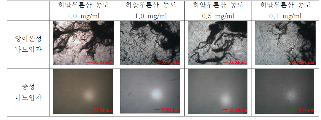 양이온성 PLGA 나노입자와 중성 나노입자의 히알우론산과의 응집체 형성능 비교 평가