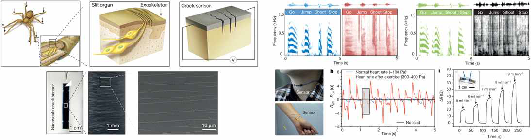 거미의 감각 기관을 모사한 균열 센서 및 이를 다양한 분야에 적용 시 결과