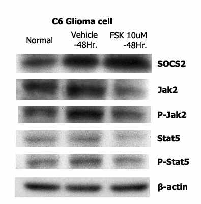 Korskolin을 이용하여 별아교세포로 분화를 유도한 C6 glioma cell. SOCS2 및 JAK-STAT 신호전달 경로를 알아보기 위 해 western blot 시행함.