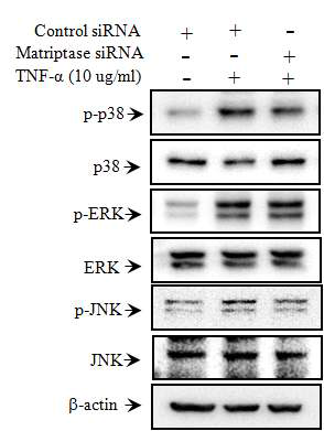 PDL 세포에서 matriptase억제시 MAPK 신호 기전 확인.