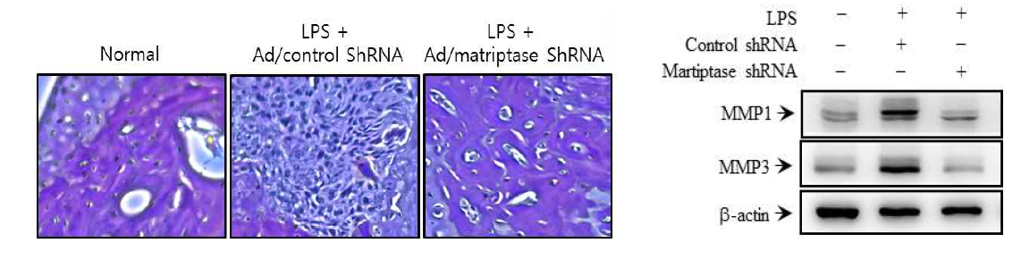 동물 모델에서 matiptase 발현 조절에 따른 염증 억제 효과 확인.