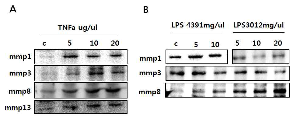 Gingivial Fobroblast에 cytokine, LPS처리시 MMPs 발현 양샹 확인.