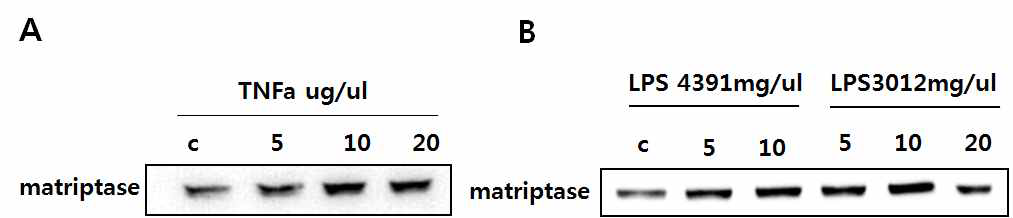 Gingivial Fobroblast에 cytokine, LPS처리시 matriptase 발현 양샹 확인.