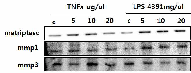 PDL 세포에서 cytokine, LPS처리시 matriptase 발현 양샹 확 인