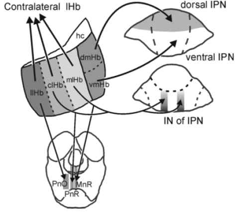 Hb와 RN, IPN의 연결