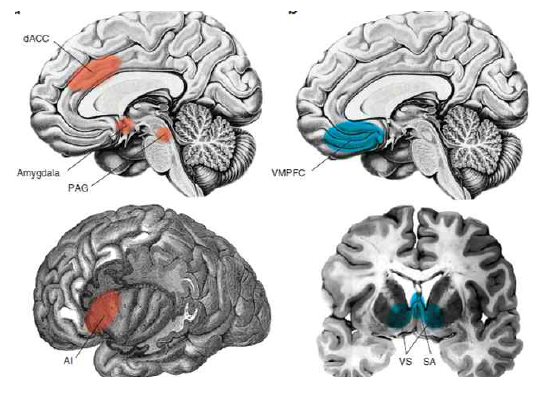 사회적 유대 및 단절과 관련된 뇌 영역