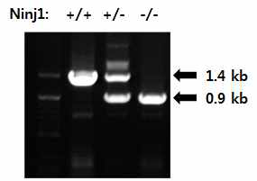 정상 및 Ninjurin1 놋아웃 생쥐의 genotyping 사례