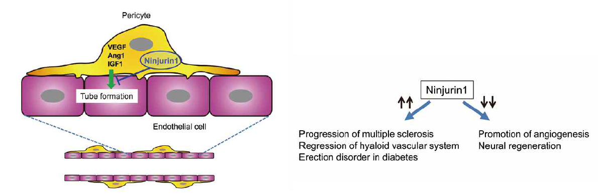 Ninj1에 의해 매개되는 혈관내피세포와 벽세포의 상호작용에 대한 모식도