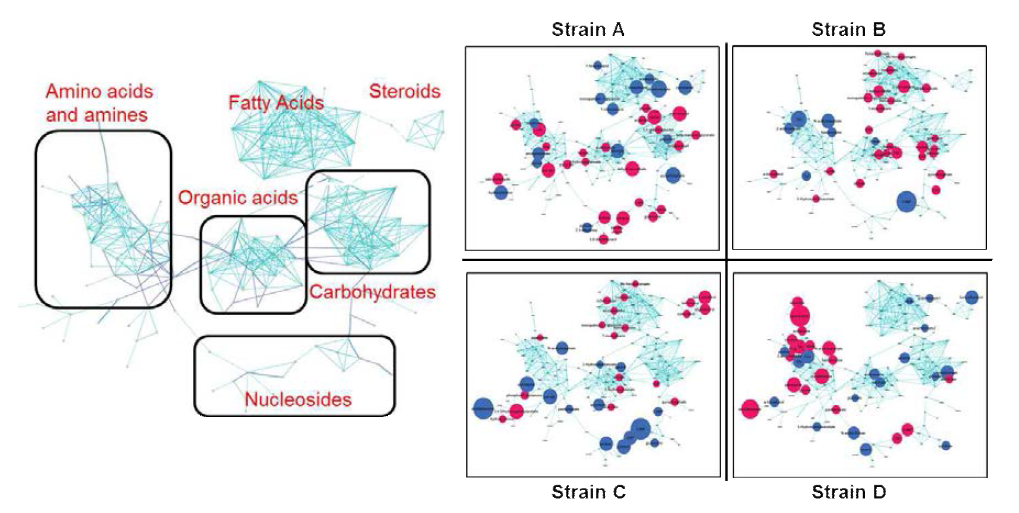 메타맵 (MetaMAP)을 이용한 대사체 네트워크 모델구성. 대사체의 화학구조적 관련성과 대사반응과정 관련성을 연계한 대사체 네트워크 모델을 통한 미생물 특이적 대사조절의 패턴을 인식