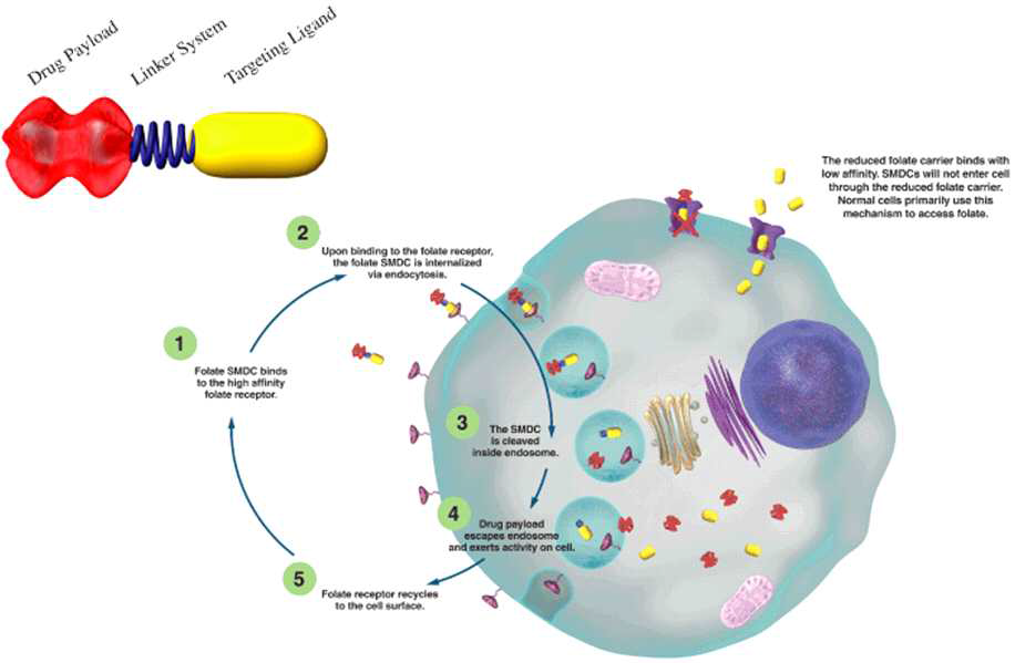 folic acid-drug conjugate의 작용 기작 모식도