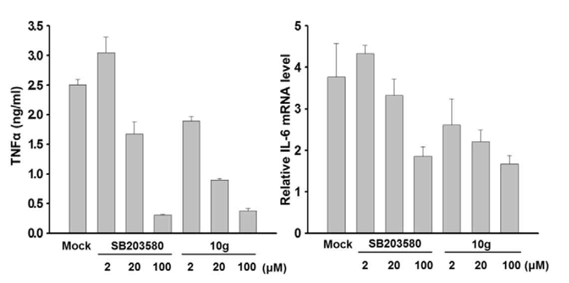 Anti-inflammatory effects of compound 10g on THP-1 cells