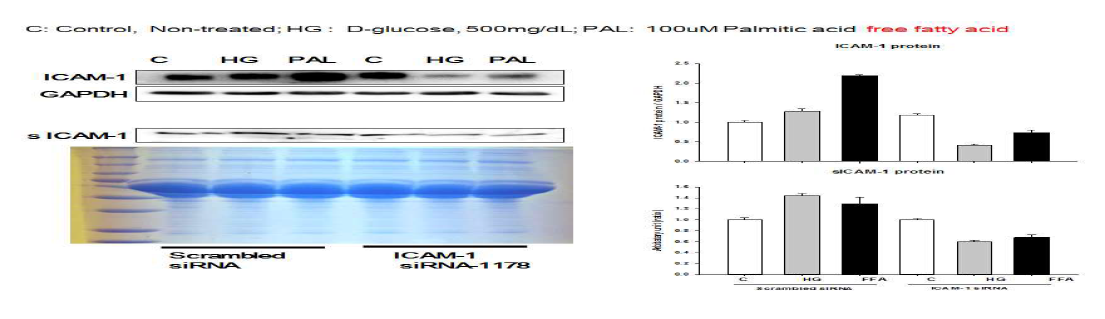정상 HFLS 세포에 ICAM-1 siRNA tranfection 후 고혈당, palmitic acid 처리 24시간 후 ICAM-1 발현 억제