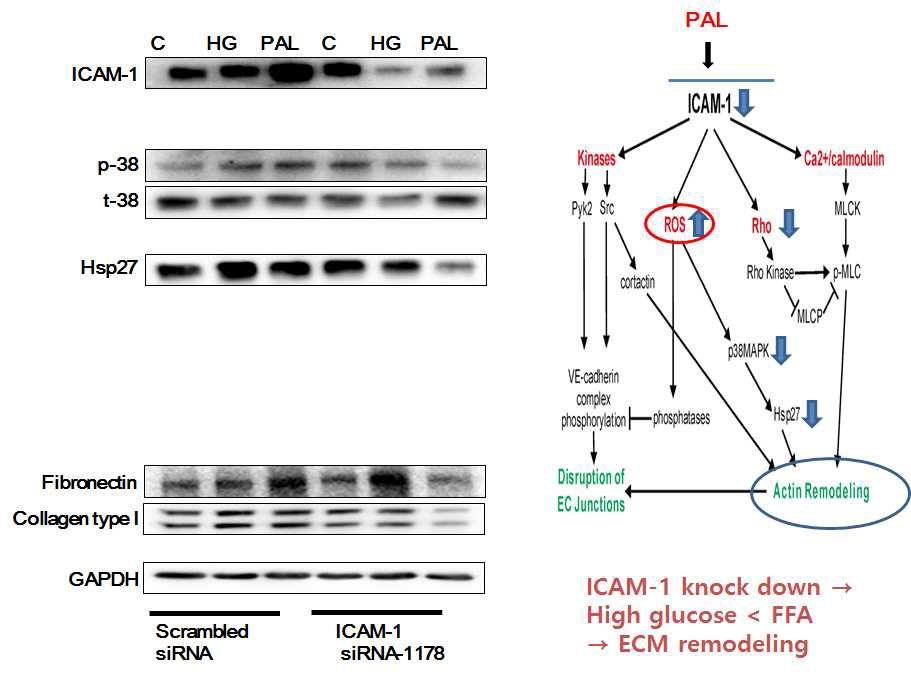 정상 HFLS 세포에 ICAM-1 siRNA tranfection 후 고혈당, palmitic acid 처리 24시간 후 actin remodeling 과정