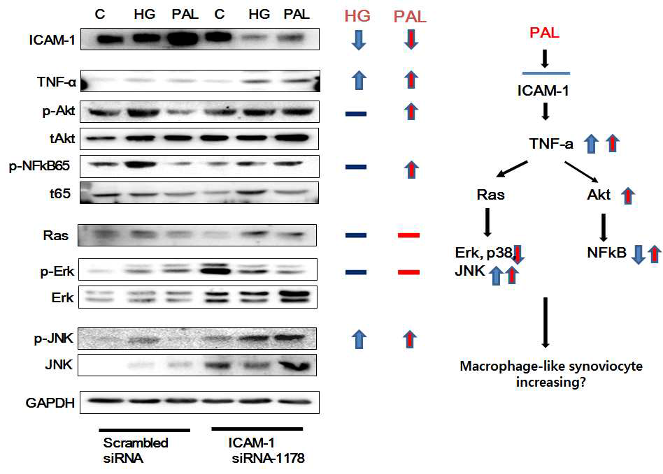 정상 HFLS 세포에 ICAM-1 siRNA tranfection 후 고혈당, palmitic acid 처리 24시간 후 TNFalpha 신호전달과정