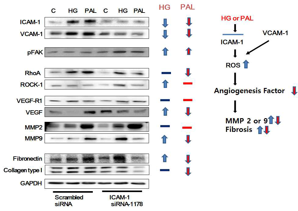 정상 HFLS 세포에 ICAM-1 siRNA tranfection 후 고혈당, palmitic acid 처리 24시간 후 angiogeneis factor 과정에 의한 fibrosis 변화
