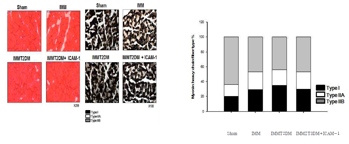 in vivo 오십견 모델 쥐의 ICAM-1 억제에 의한 fiber type transition