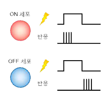 ON, OFF 망막 신경절 세포