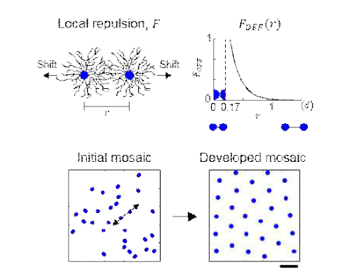 이웃 세포 간 척력에 의해 형성된 규칙적인 망막 세포 모자이크