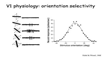 시각피질 세포의 방향 선택적 반응
