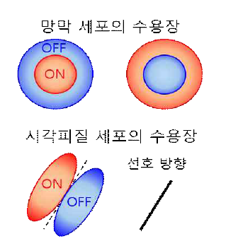 망막 세포와 시각피질 세포의 수용장