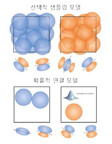 피드포워드 연결 구조: 선택적 샘플링 모델과 확률적 연결 모델