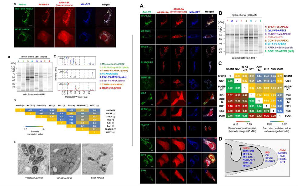 APEX-Pattern 방법을 이용하여 미토콘드리아 단백질체 맵핑결과