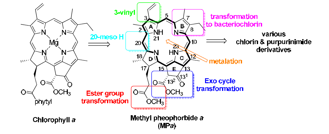 Chemical modification of MPa for the synthesis of chlorin and purpurinimide derivatives.