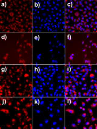 Confocal laser scanning images of A549 cells. a–c) Complex 5 before irradiation, d–f)complex 5 after irradiation of 640–710 nm for 20 min at 2 Jcm–2, g–i)chlorin3 before irradiation, j–l) chlorin 3 after irradiation. a,d,g,j) Chlorins (red) in 3 or 5. b,e,h,k) Nuclear dye DAPI (blue). c,f,i,l) Merged.