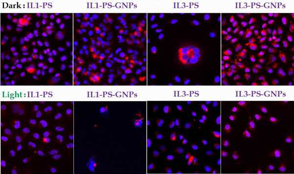 Confocal laser scanning images of merged color for IL1-PS, IL1-PS-GNPs, IL3-PS, and IL3-PS-GNPs against A549 cells at 12 h incubation time.