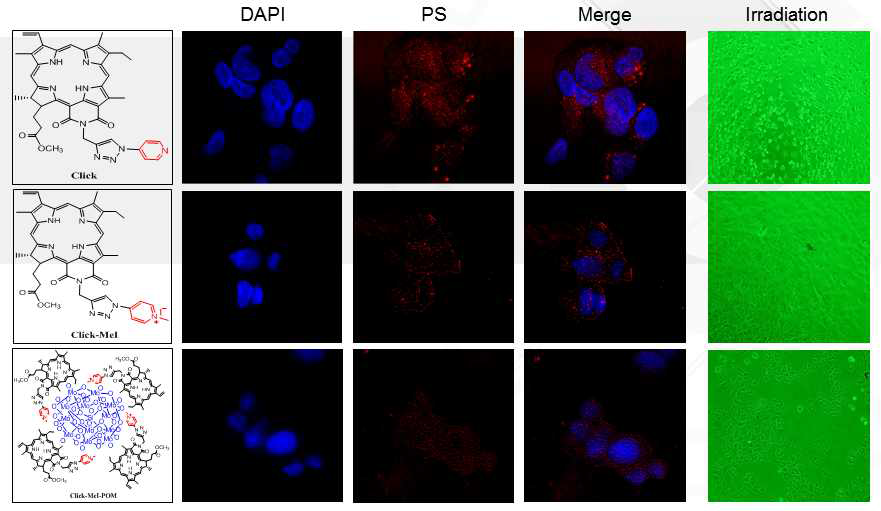 Confocal laser scanning images of Click, Click-MeI, and Click-MeI-POM against A549 cells without light for nuclear dye DAPI (blue), PS (red), and merged (purple). And optical images of A549 cells after light irradiation for morphological change