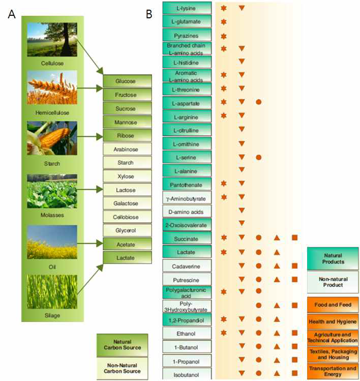 코리네박테리움 글루타미컴의 산업적 의의. (A) 이용 가능한 다양한 바이오 매스 유래 탄소원. (B) 산업적 생산 적용의 예.