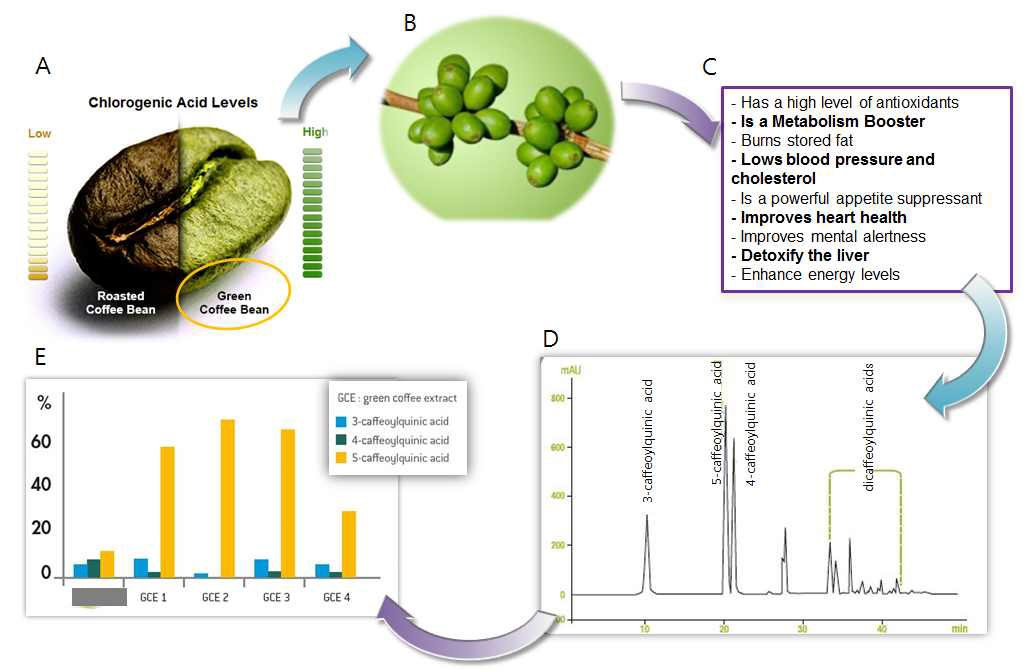 커피 생두 추출물의 생리효능 요약 및 클로로젠산의 분포 및 함량.