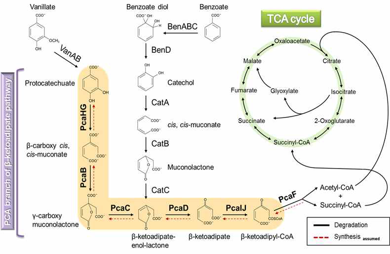 C. glutamicum 내 β-ketoadipate 경로와 TCA 회로의 연계.―, PCA 분해 경로