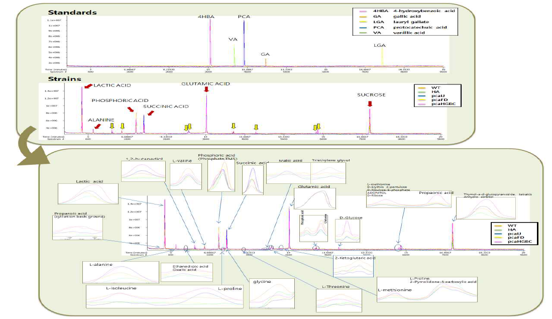 GC-TOF-MS analysis of C. glutamicum strains.