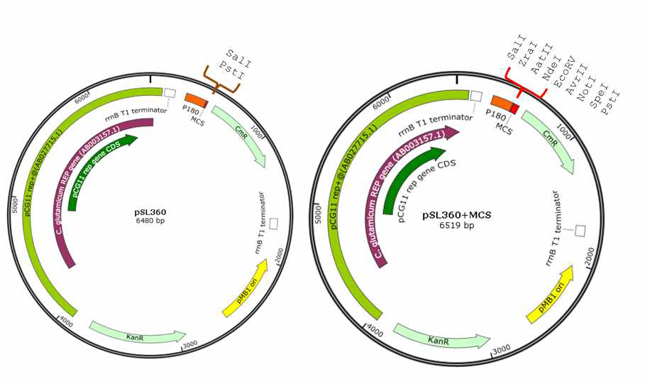 Plasmids used in this study