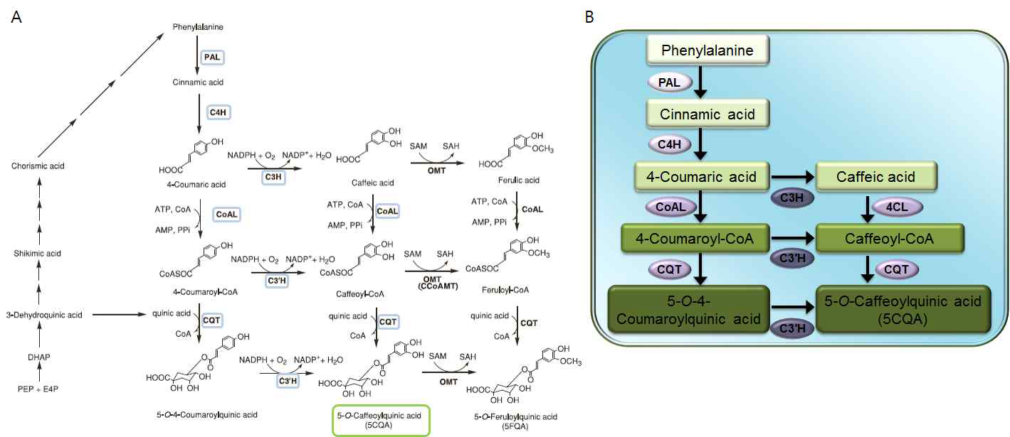 클로로젠산 (5CQA) 생합성 경로.(A) 커피 내 생합성 경로. (B) 최소화된 대사경로의 설계