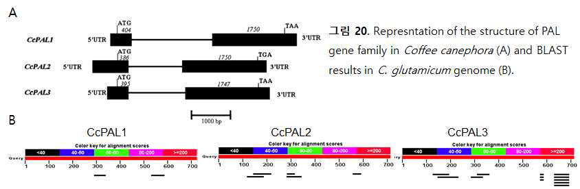 Represntation of the structure of PAL gene family in Coffee canephora(A) and BLAST results in C. glutamicum genome(B)