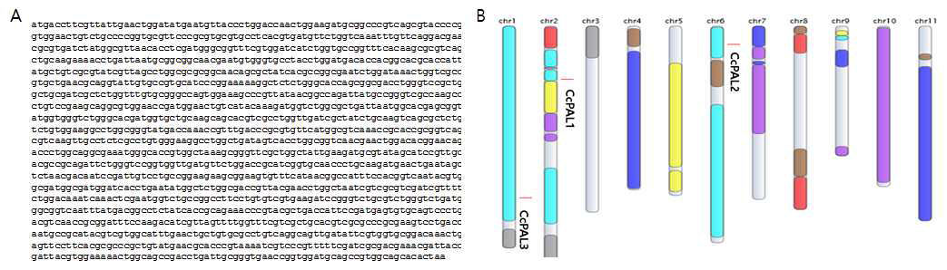 Codon-optimized S.PAL sequence (A) and BLAST result with C. canephora genome.