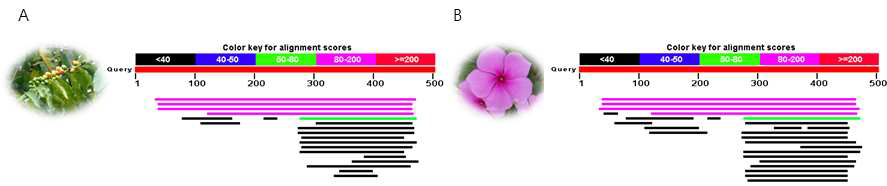 BLAST results of lab hosts using Coffee arabica (A) and Catharanthus roseus (B) cinnamate 4-hydroxlyase sequences.