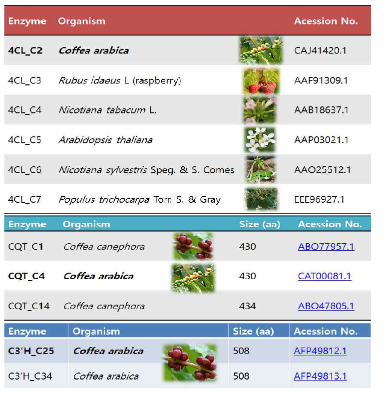 Candidate enzymes for the heterologous expression of 4Cl,, CQT, C3'H in C. glutamicum