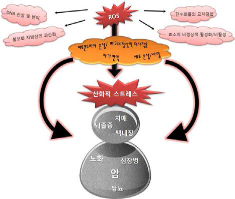 산화적 스트레스의 위험성-생체내 위험성 및 질병의 예시